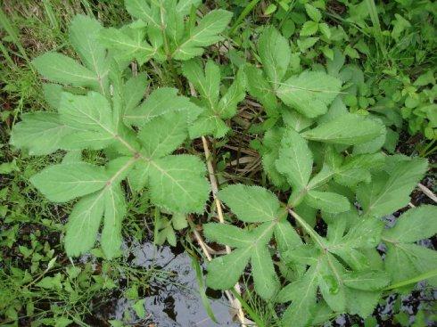 植物葉面積測定儀有什么作用？
