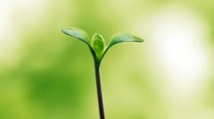 植物根系分析儀的作用是什么呢？