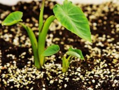 手持葉綠素檢測儀的使用方法是什么？
